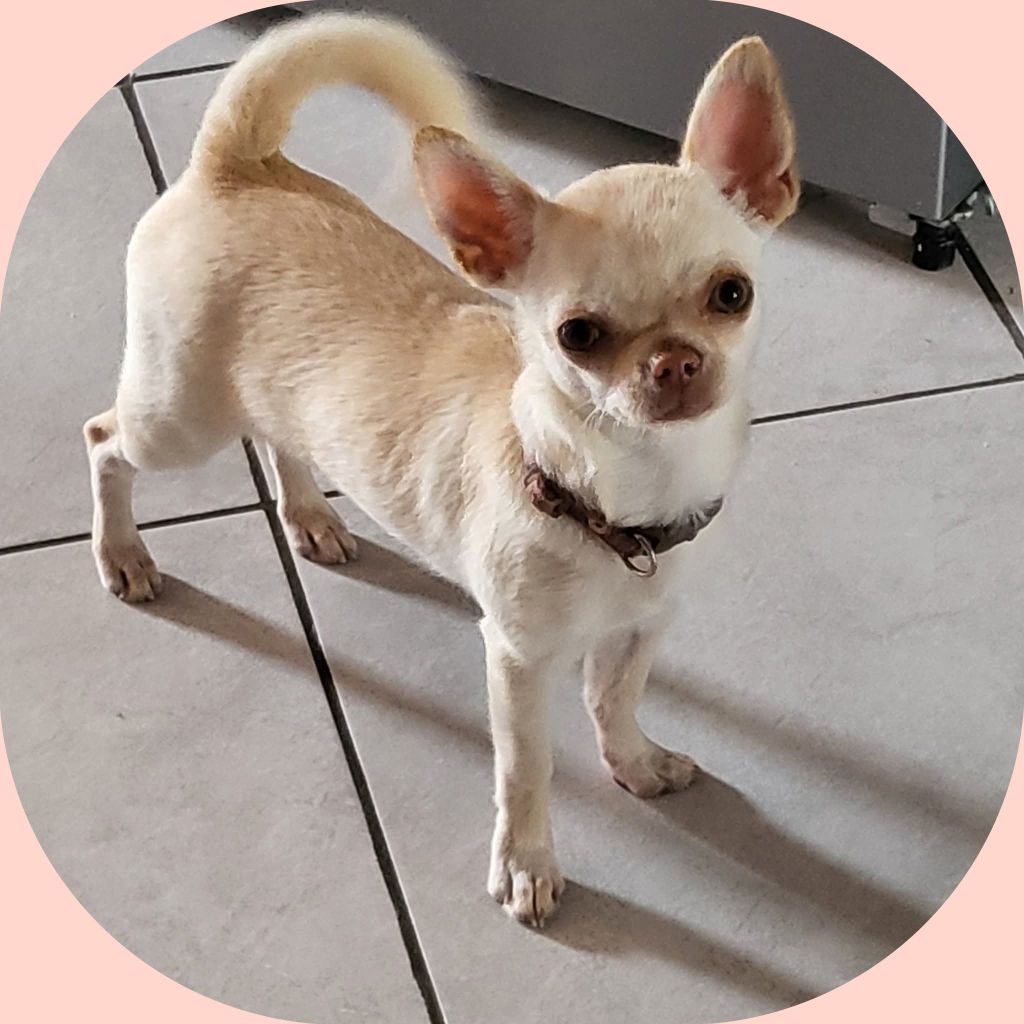 Du Chêne Brisé Arya