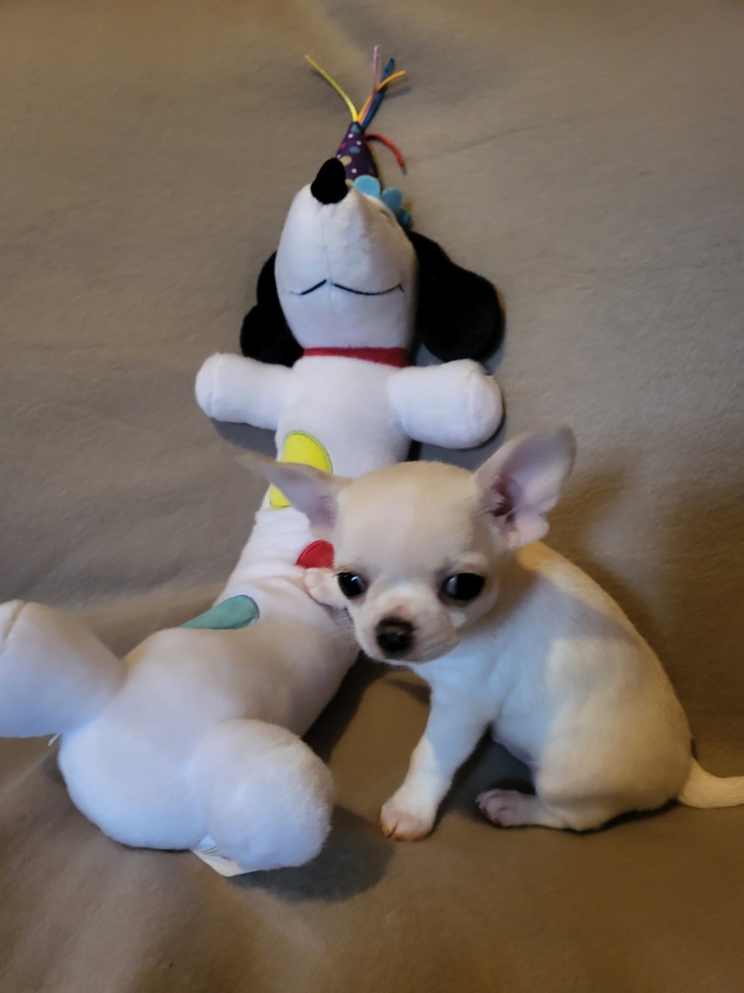 CHIOT 3 - Chihuahua
