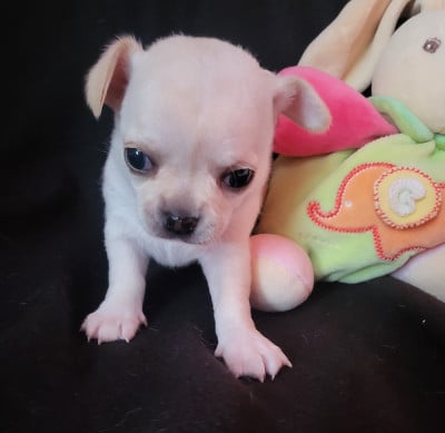 Les chiots de Chihuahua