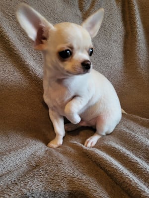 Les chiots de Chihuahua