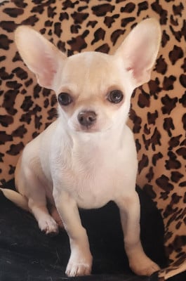 Les chiots de Chihuahua