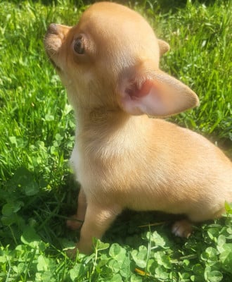 Les chiots de Chihuahua