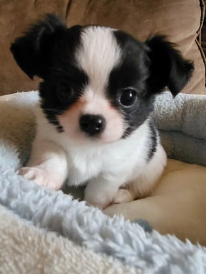 Chihuahua
