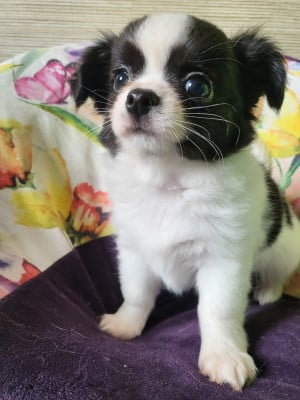 Les chiots de Chihuahua