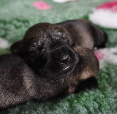 Les chiots de Schnauzer