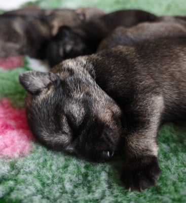 Les chiots de Schnauzer