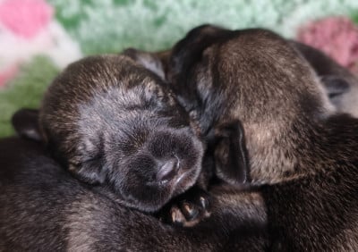 Les chiots de Schnauzer