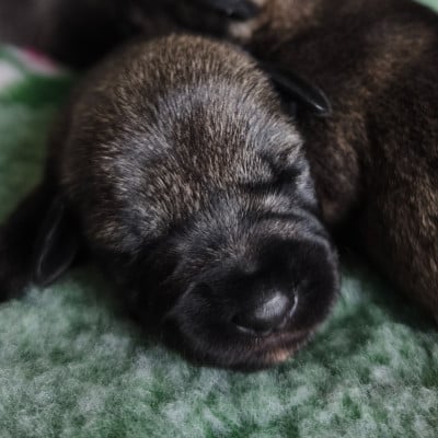 Les chiots de Schnauzer