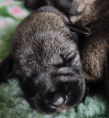 Les chiots de Schnauzer