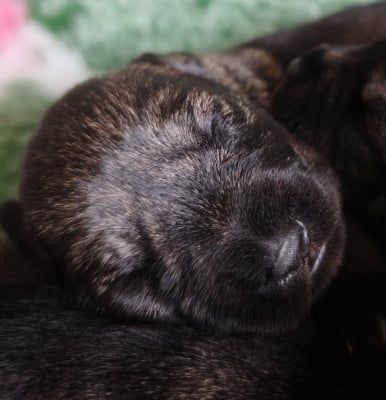 Les chiots de Schnauzer