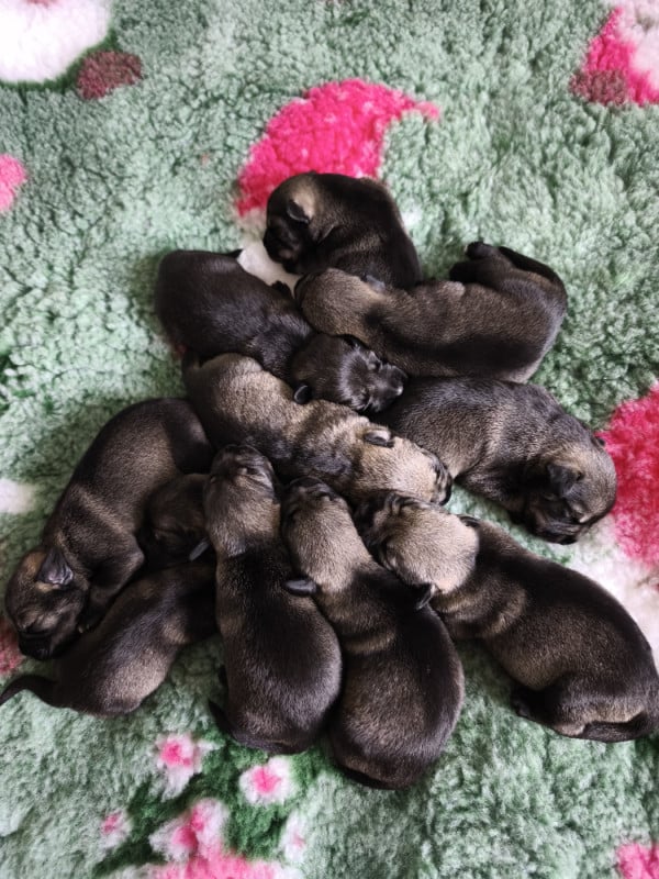 Schnauzer - Domaine De Pierremarie