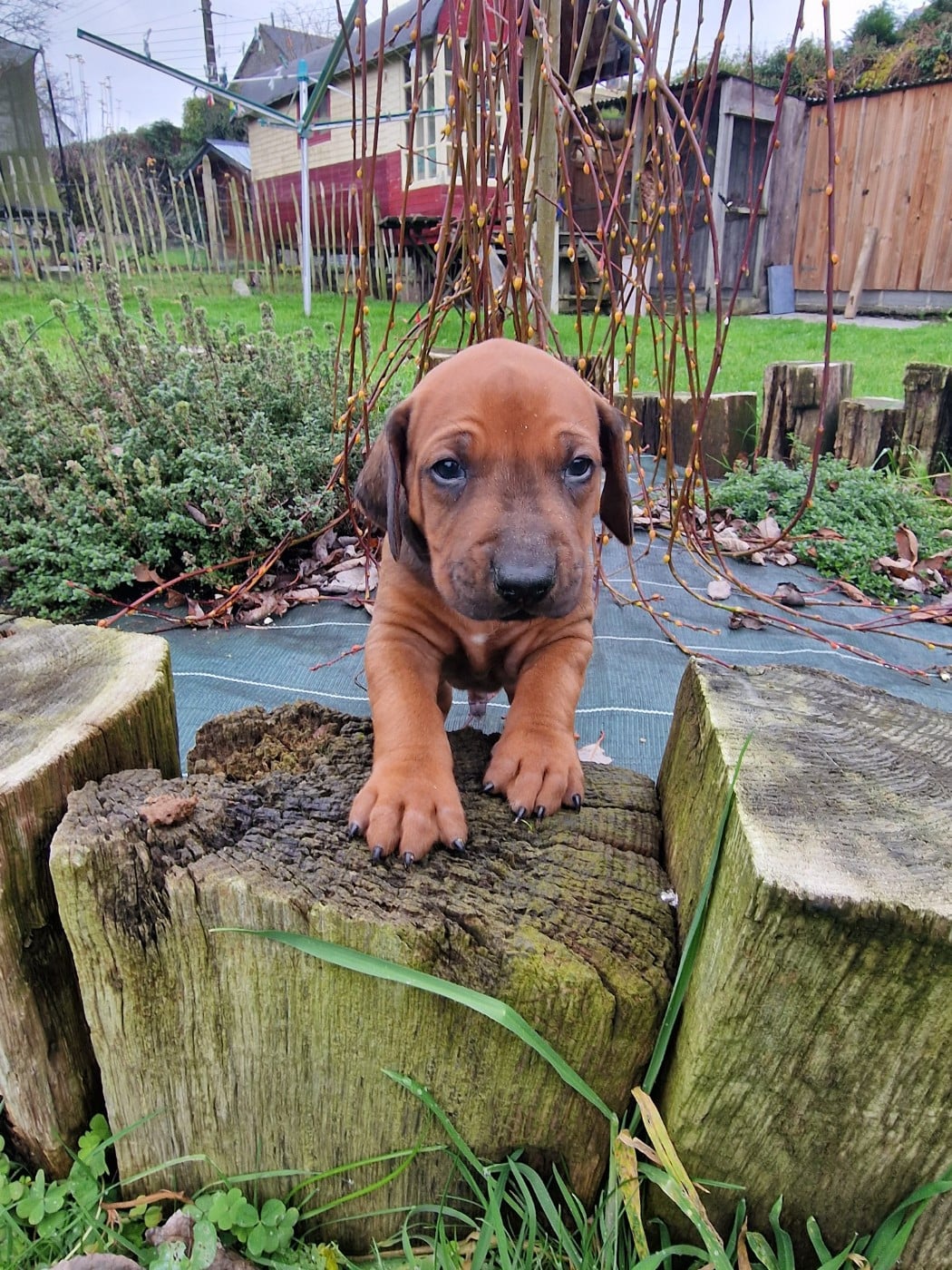 Rhodesian Ridgeback - Du Chemin Vers La Joie