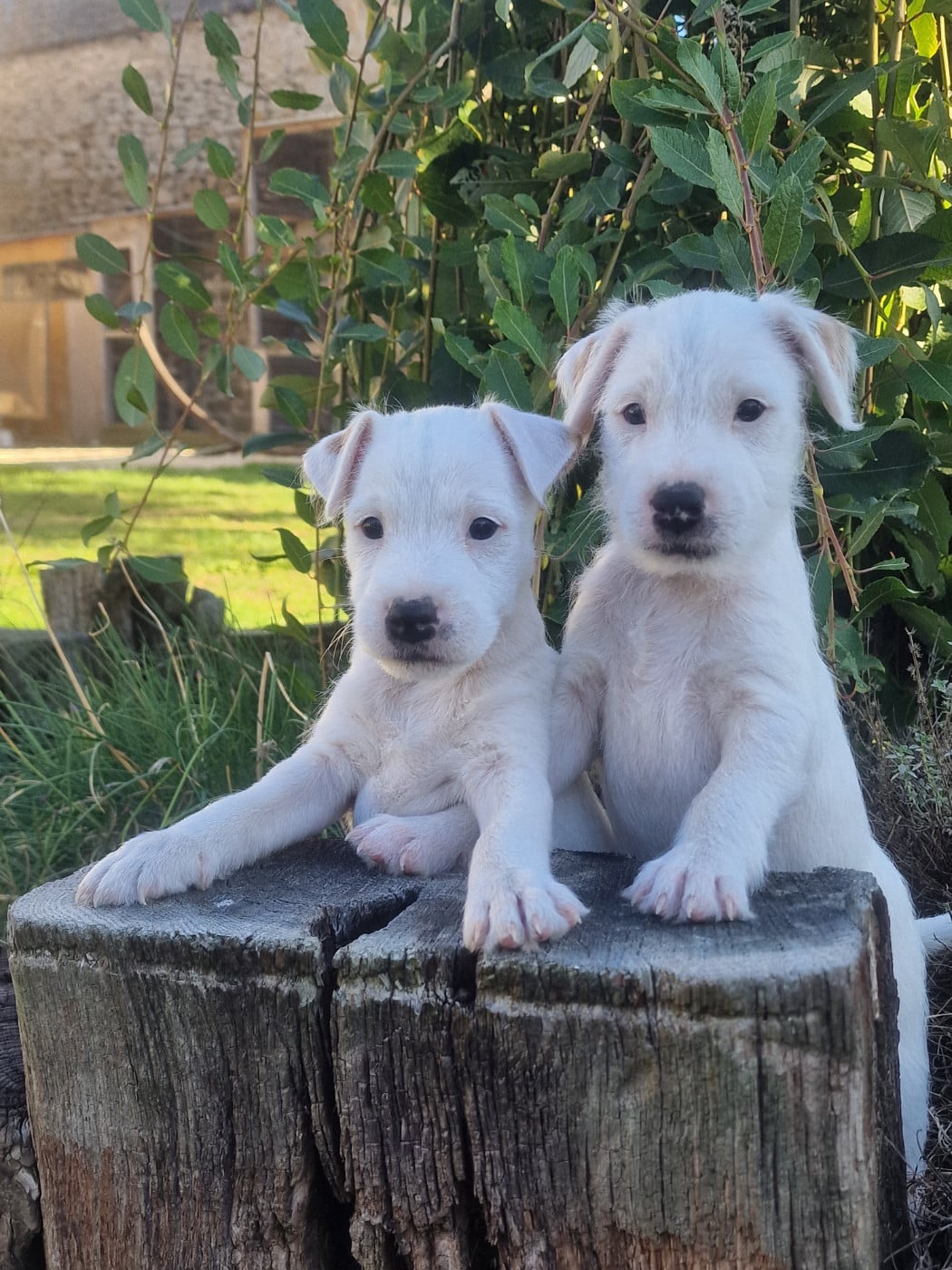 Parson Russell Terrier - Du Chemin Vers La Joie