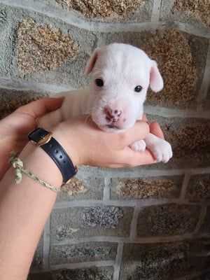 Les chiots de Parson Russell Terrier