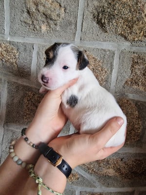 Les chiots de Parson Russell Terrier