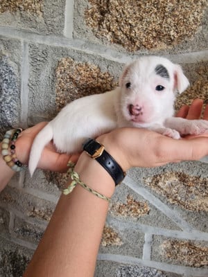 Les chiots de Parson Russell Terrier