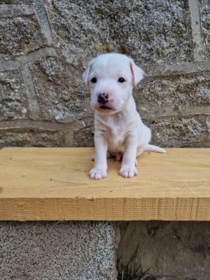 Les chiots de Parson Russell Terrier