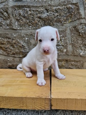 Les chiots de Parson Russell Terrier