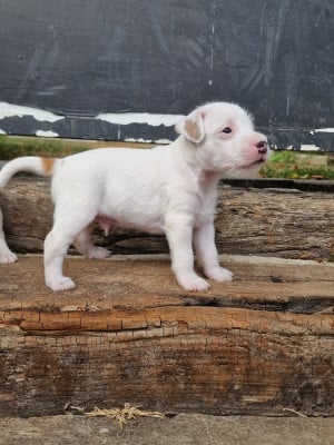 Les chiots de Parson Russell Terrier