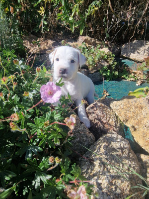 Les chiots de Parson Russell Terrier
