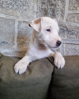 Les chiots de Parson Russell Terrier