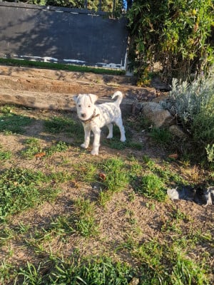 Les chiots de Parson Russell Terrier