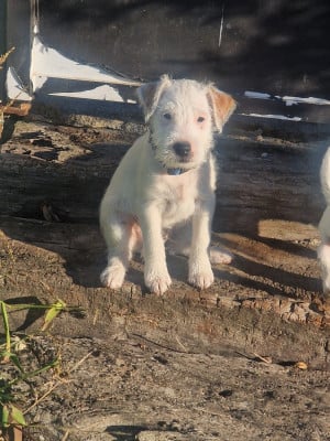 Les chiots de Parson Russell Terrier