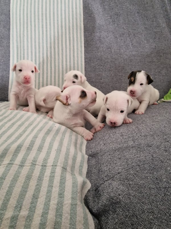 Parson Russell Terrier - Du Chemin Vers La Joie