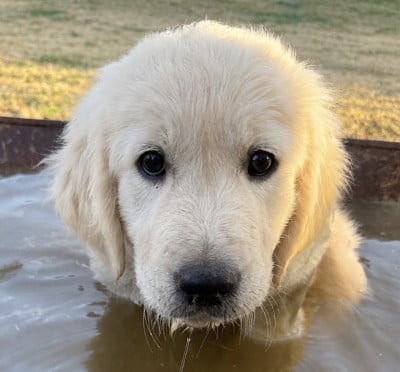 Les chiots de Golden Retriever