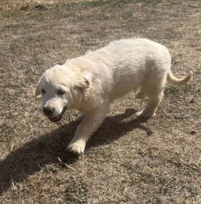 Les chiots de Golden Retriever