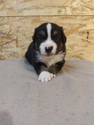 Les chiots de Berger Américain Miniature