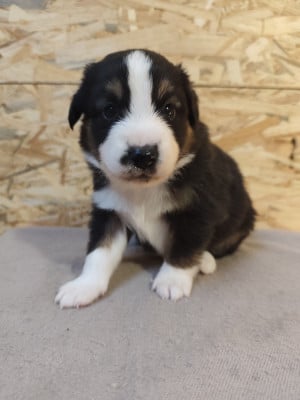 Les chiots de Berger Américain Miniature