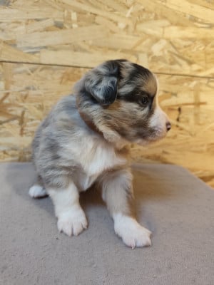 Les chiots de Berger Américain Miniature