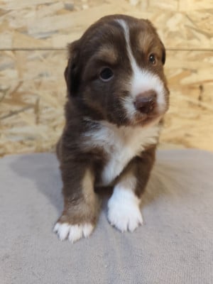 Les chiots de Berger Américain Miniature