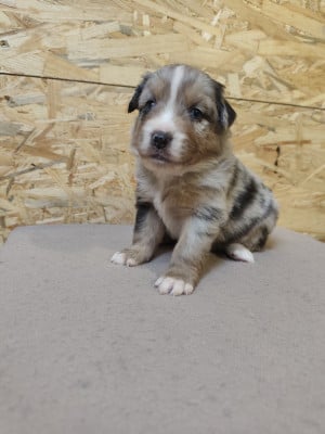 Les chiots de Berger Américain Miniature