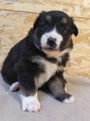 Les chiots de Berger Américain Miniature