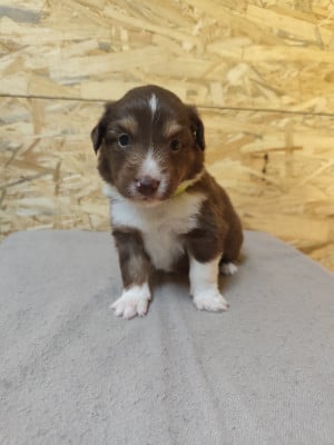 Les chiots de Berger Américain Miniature