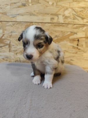 Les chiots de Berger Américain Miniature