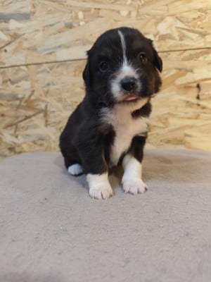 Les chiots de Berger Américain Miniature