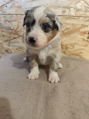 Les chiots de Berger Américain Miniature