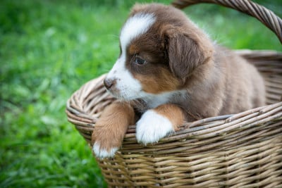 Les chiots de Berger Américain Miniature 