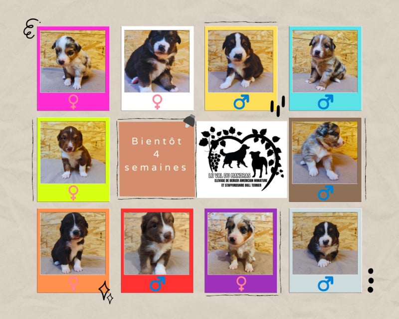 Berger Américain Miniature  - Du Val Du Mandras