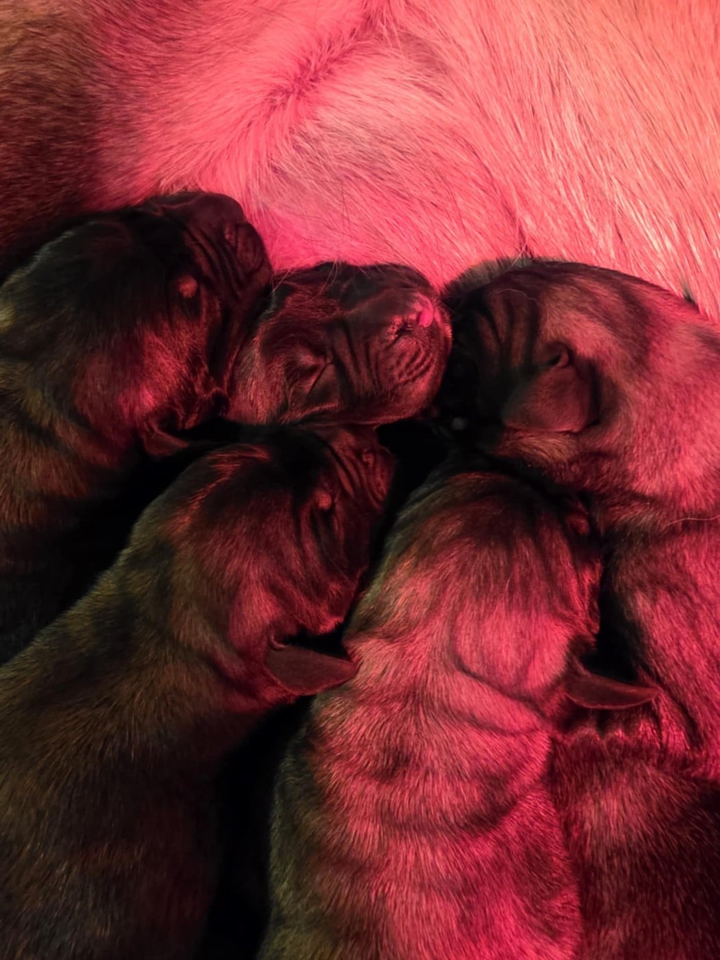 Mastiff - Des Géants Du Crollies