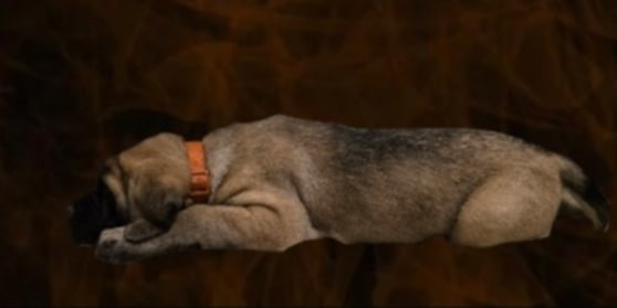 Mastiff - Des Géants Du Crollies