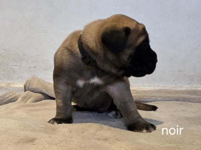 Les chiots de Mastiff