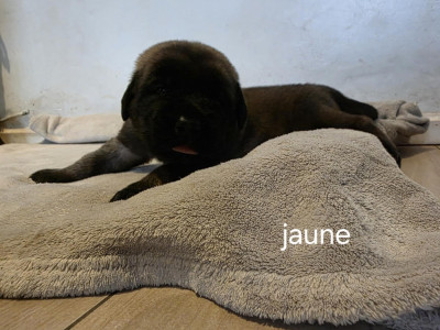 Les chiots de Mastiff