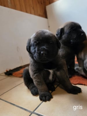 Les chiots de Mastiff