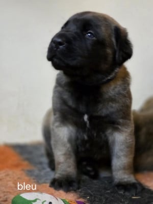 Les chiots de Mastiff