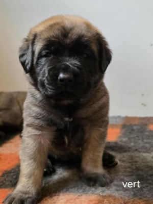 Les chiots de Mastiff