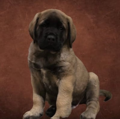 Les chiots de Mastiff